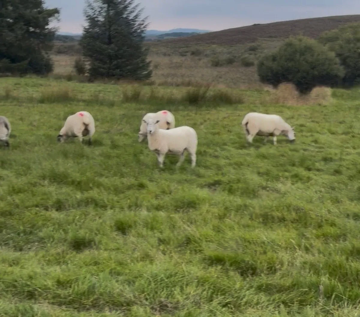 13 hoggets - Image 1