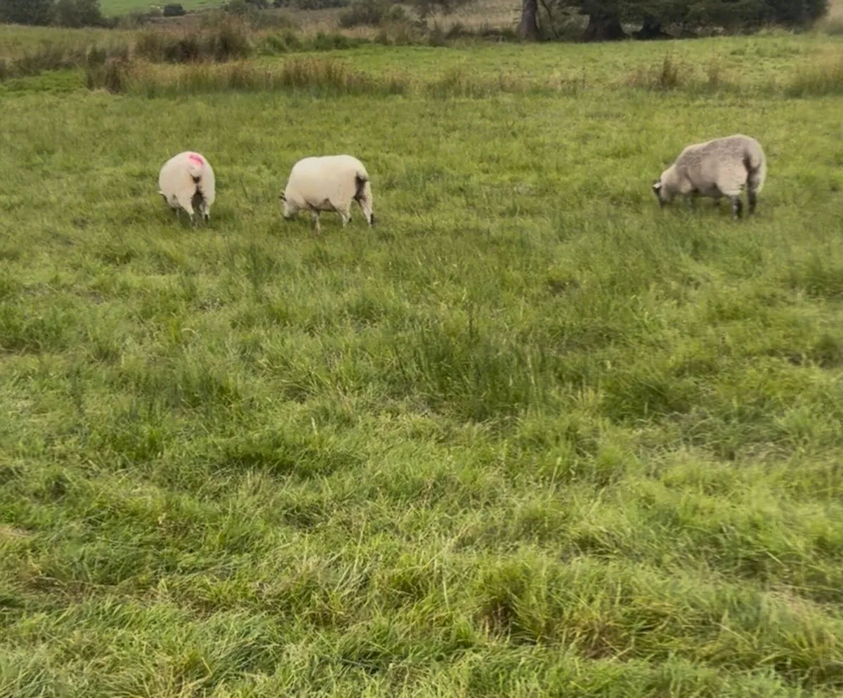 13 hoggets - Image 2