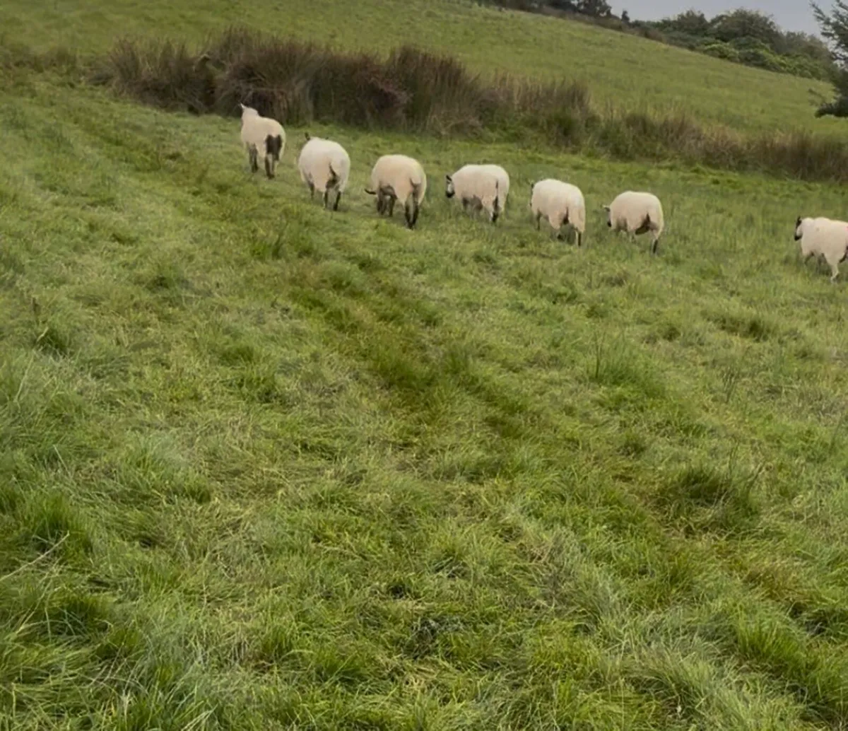 13 hoggets - Image 3