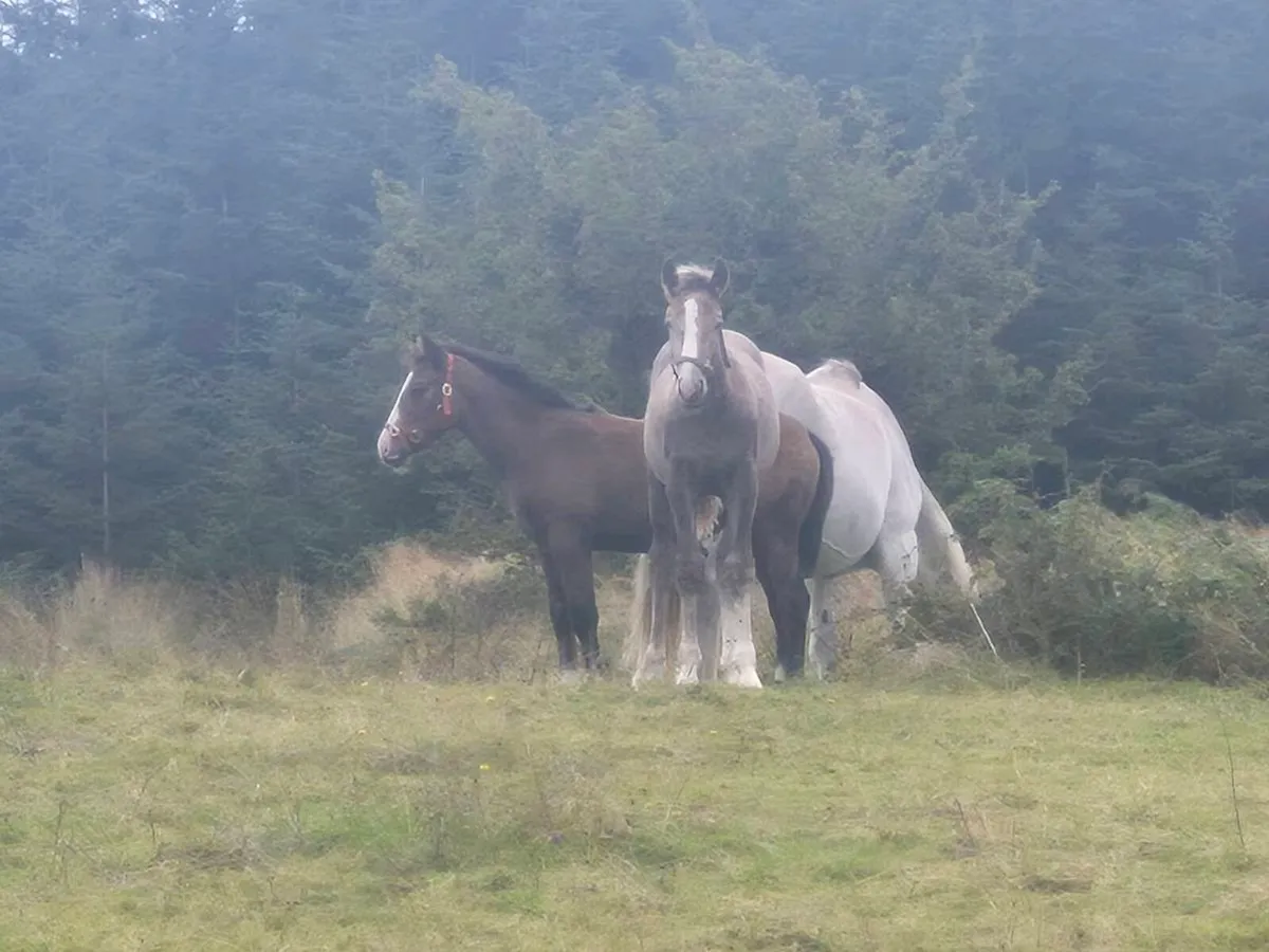Foals - Image 1