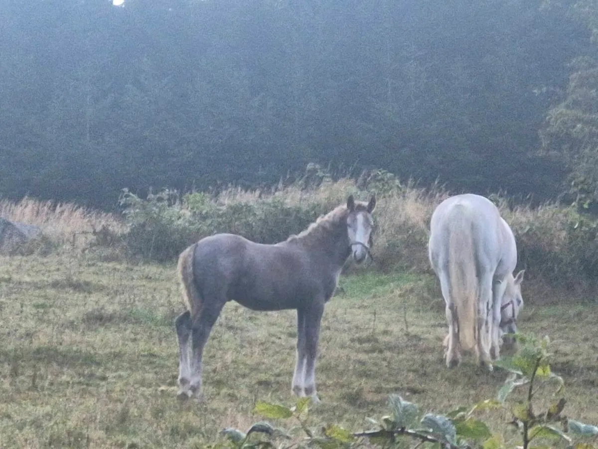 Foals - Image 2