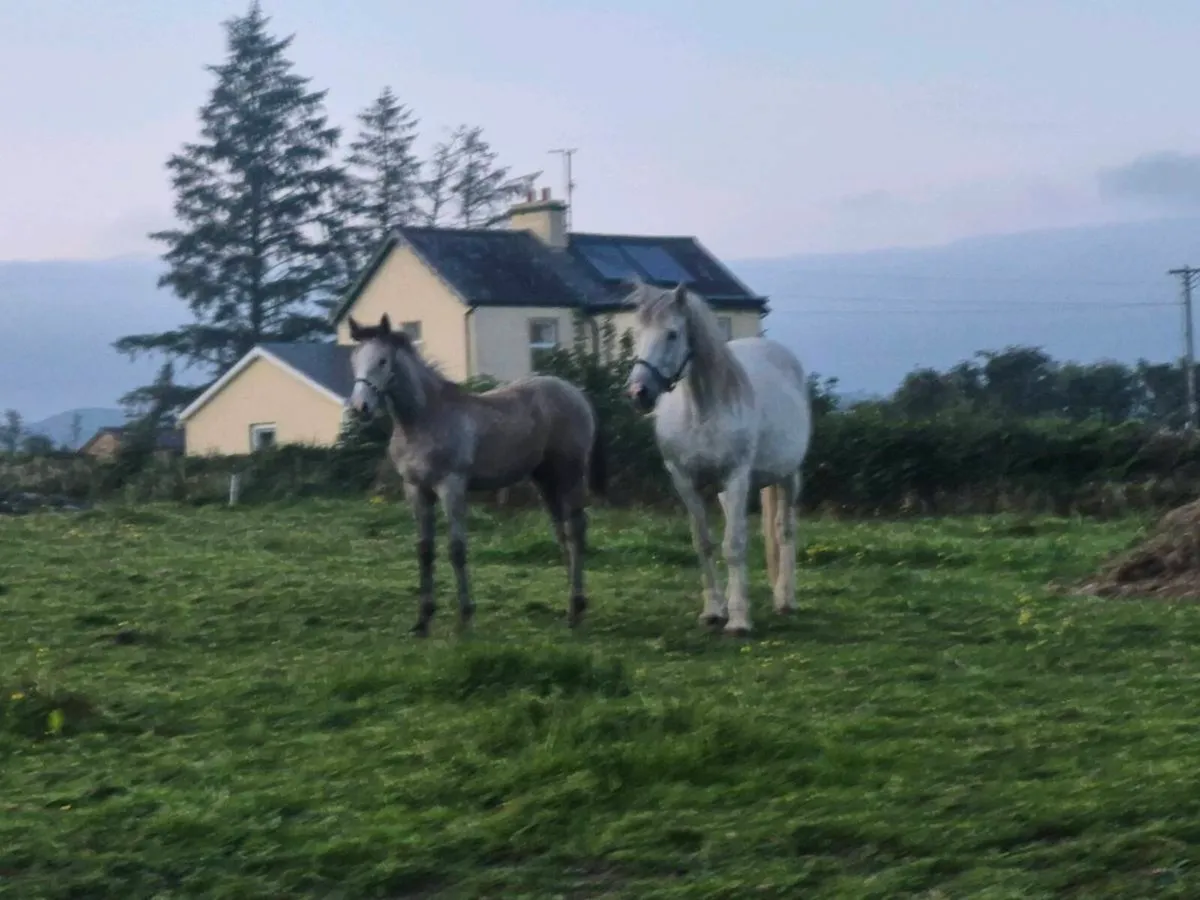 Foals - Image 4