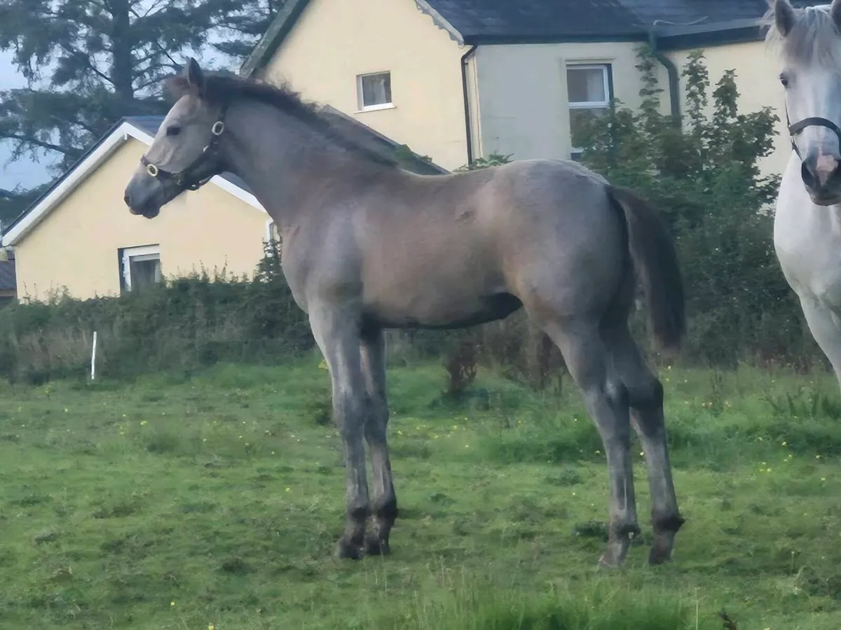 Foals - Image 3