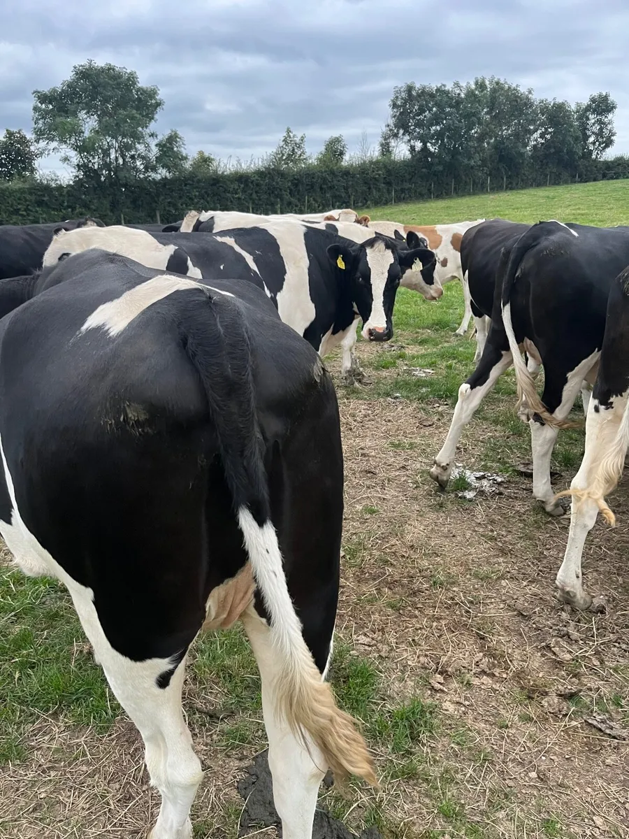 Fr heifers - Image 1