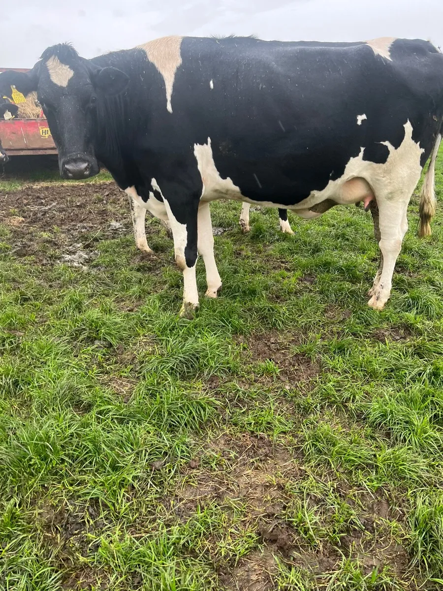 Fr heifers - Image 4