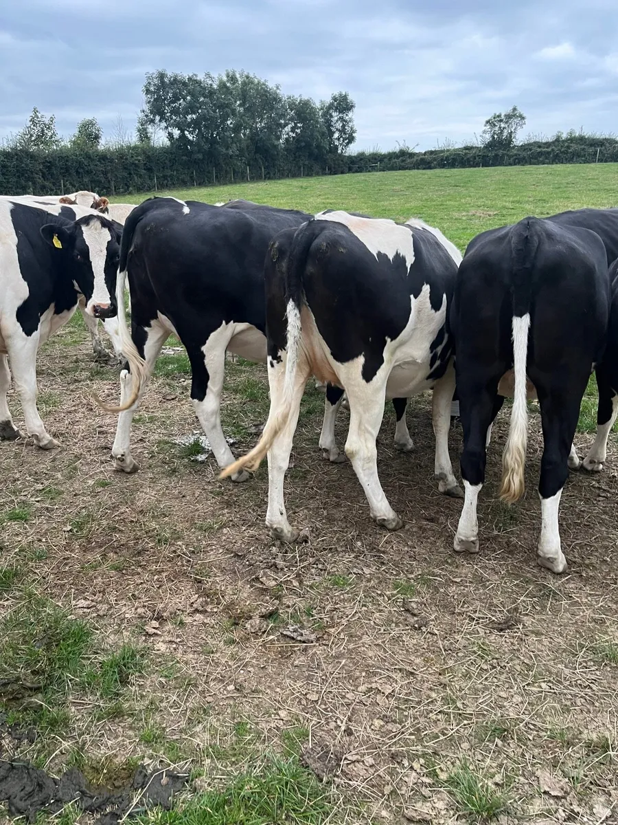 Fr heifers - Image 2