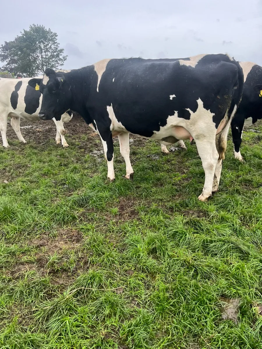 Fr heifers - Image 3