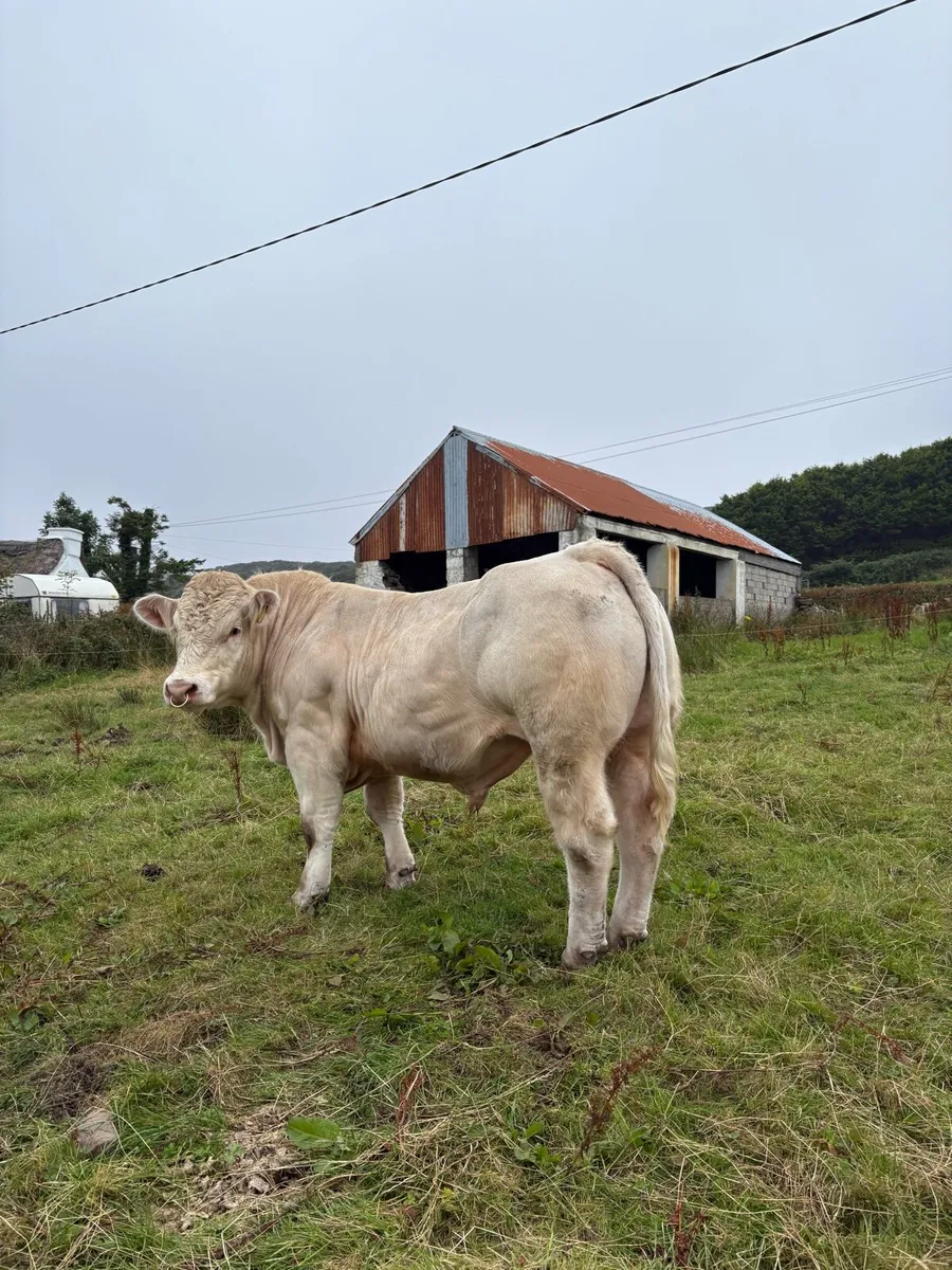 Pedigree Charolais Bull