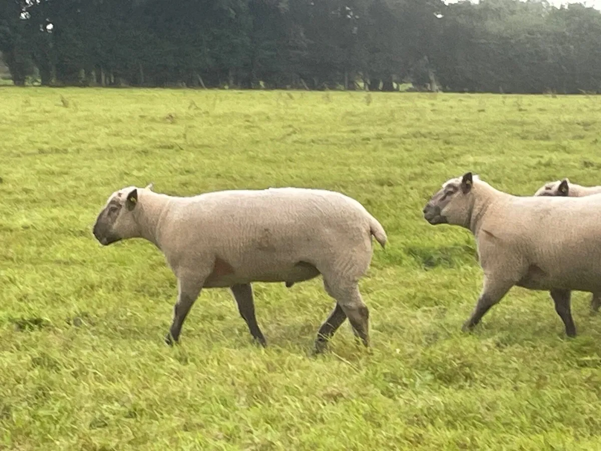 Vendeen hogget rams - Image 3