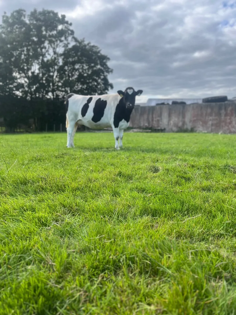 Fr heifers - Image 3