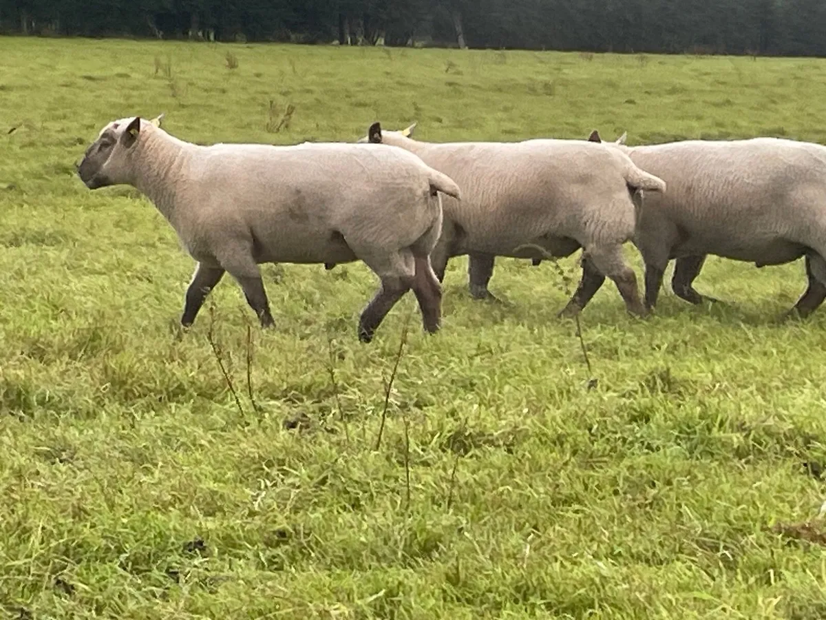 Vendeen hogget rams - Image 1