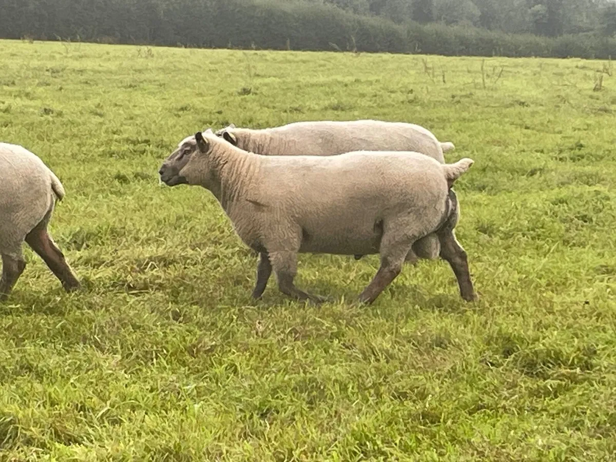 Vendeen hogget rams - Image 2
