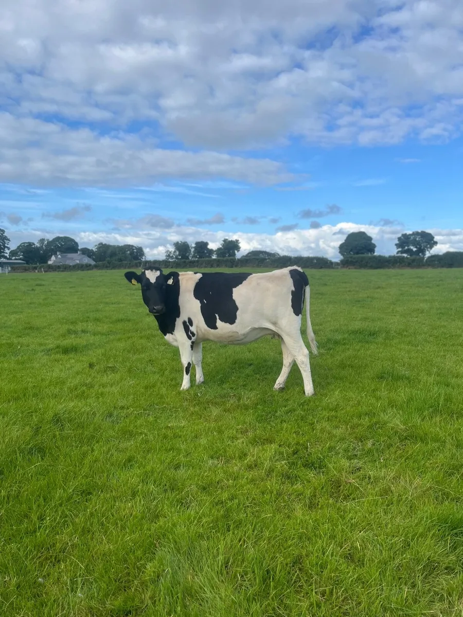 Fr heifers - Image 4