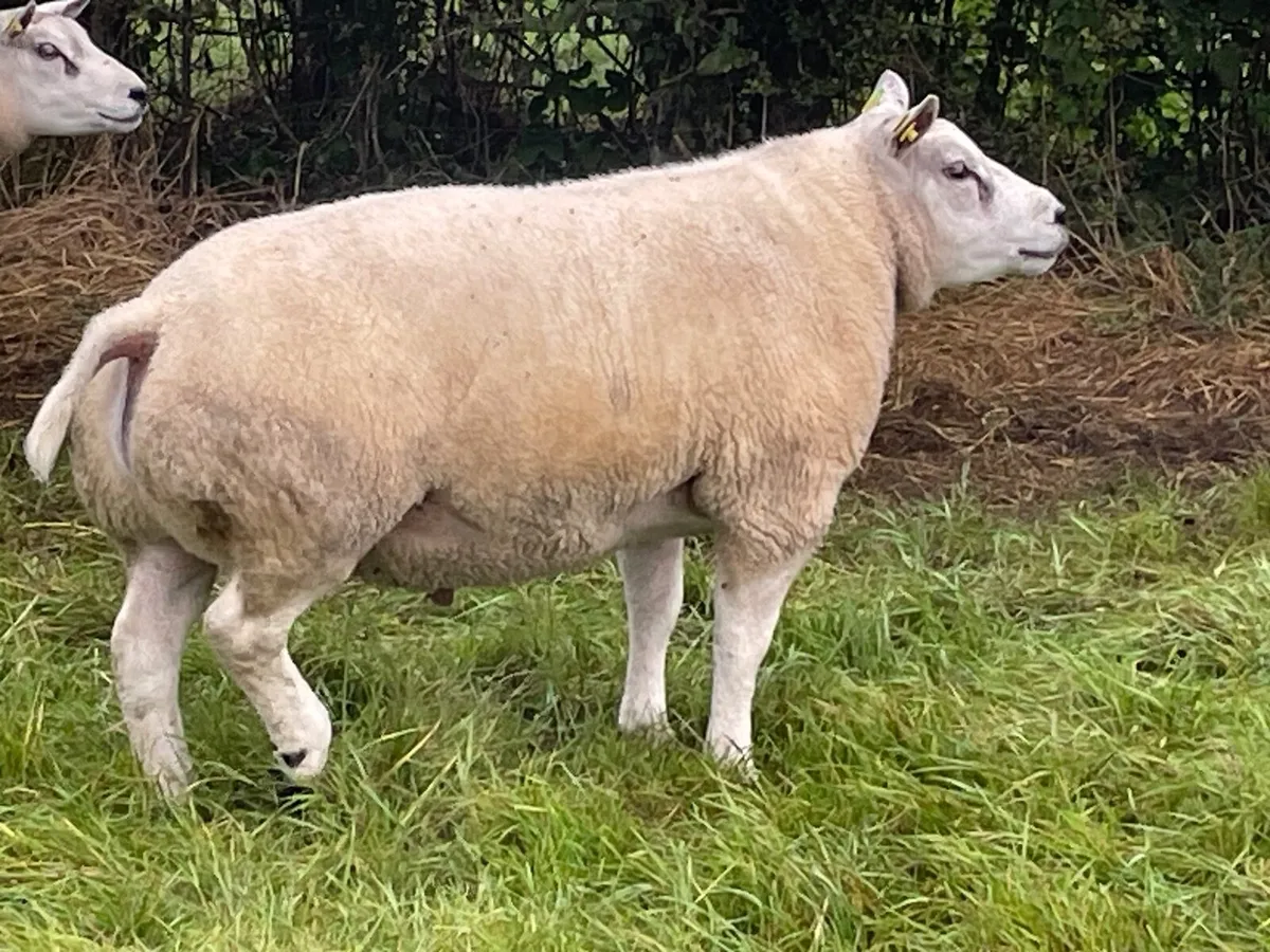 Beltex hogget rams - Image 1