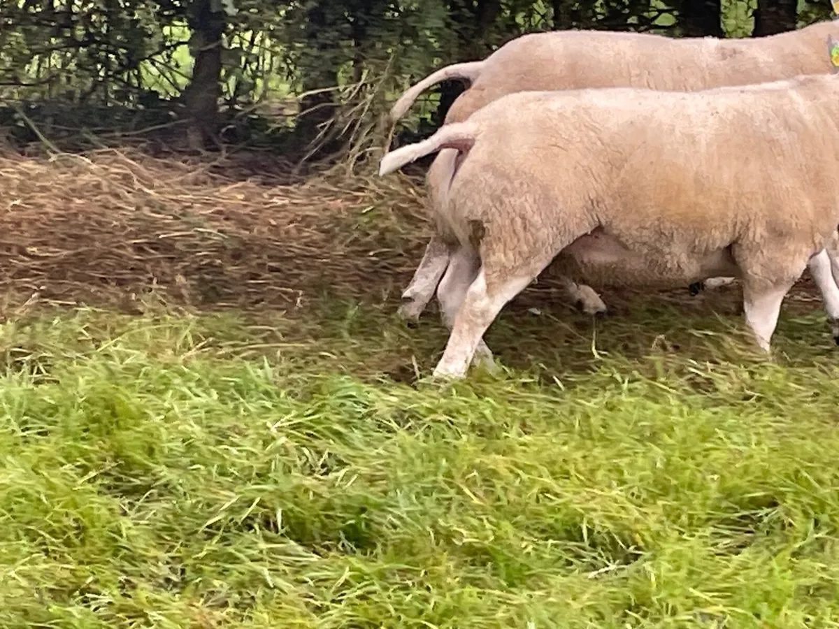 Beltex hogget rams - Image 2