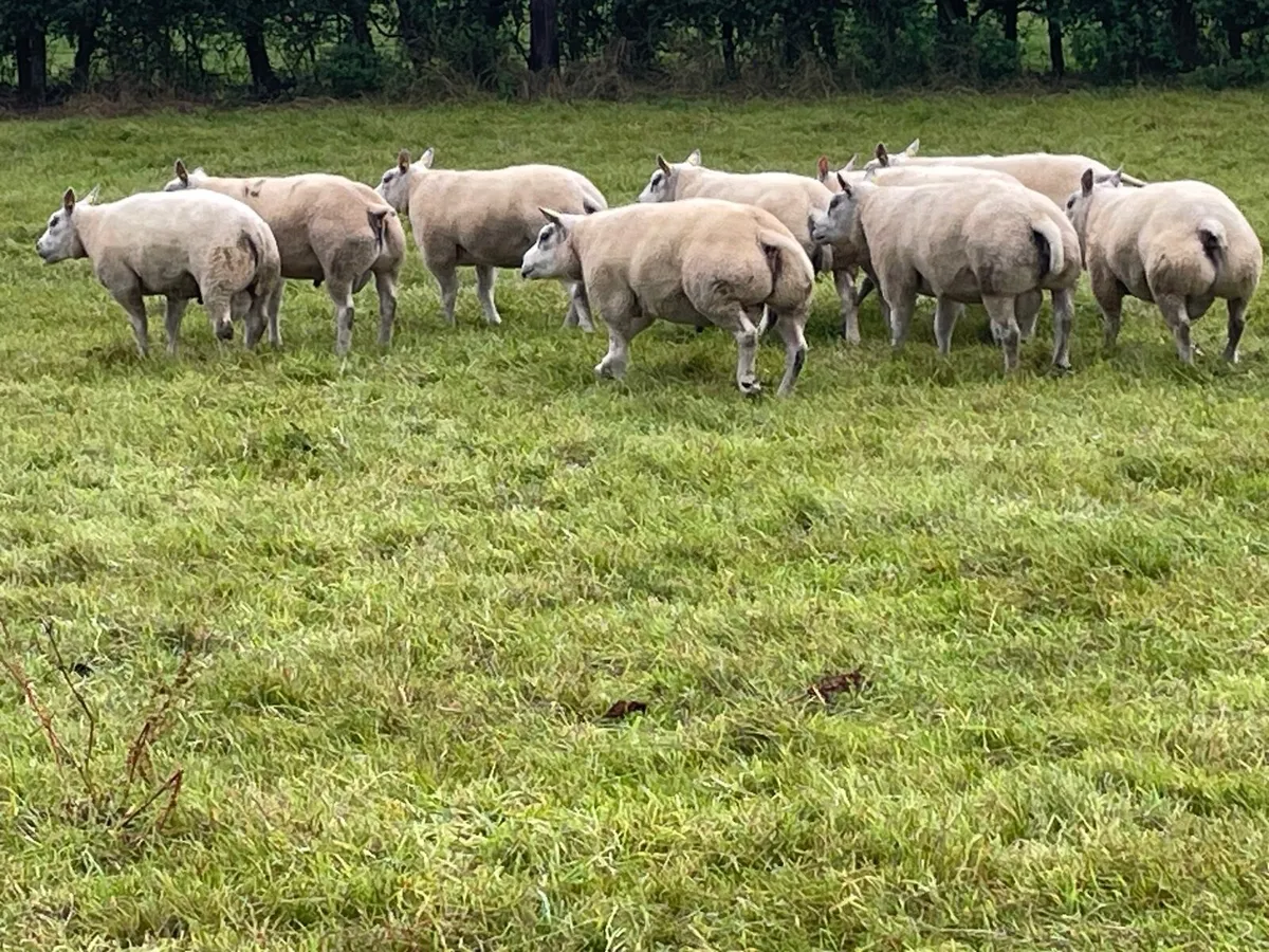 Beltex hogget rams - Image 4