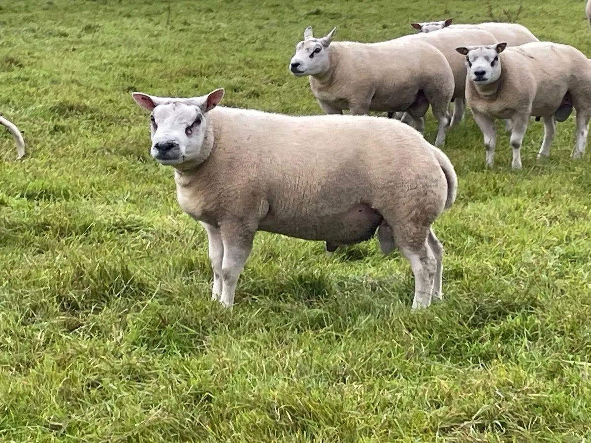 Beltex hogget rams - Image 3