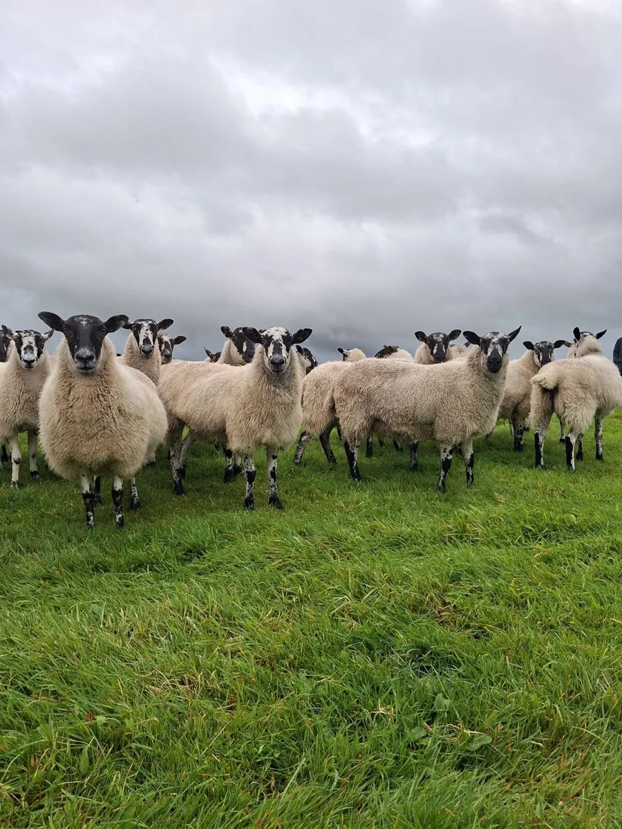mule hoggets - Image 1