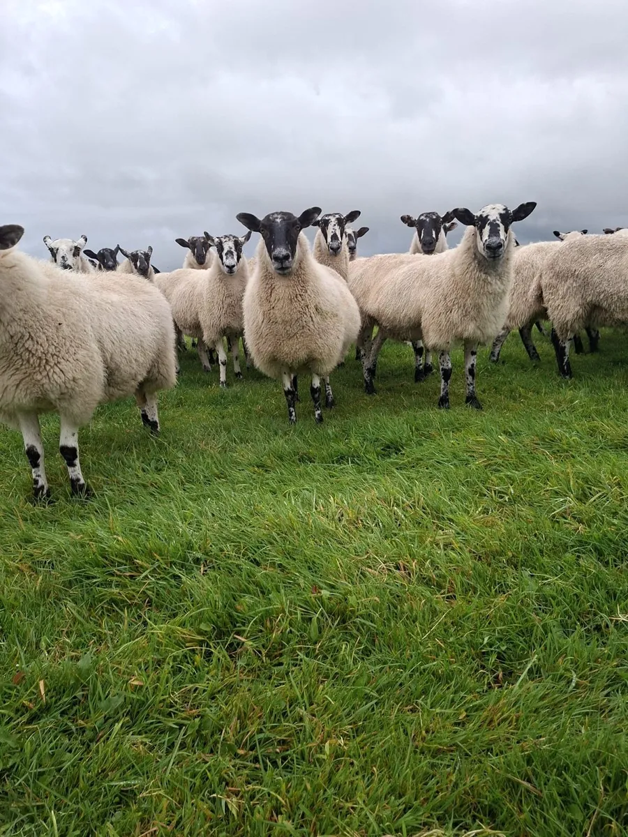 mule hoggets - Image 2