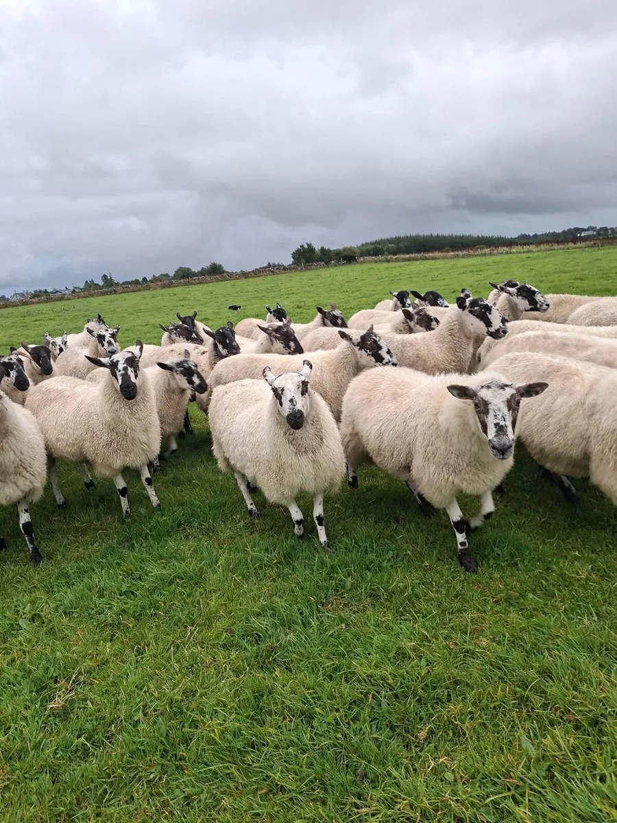 mule hoggets - Image 3