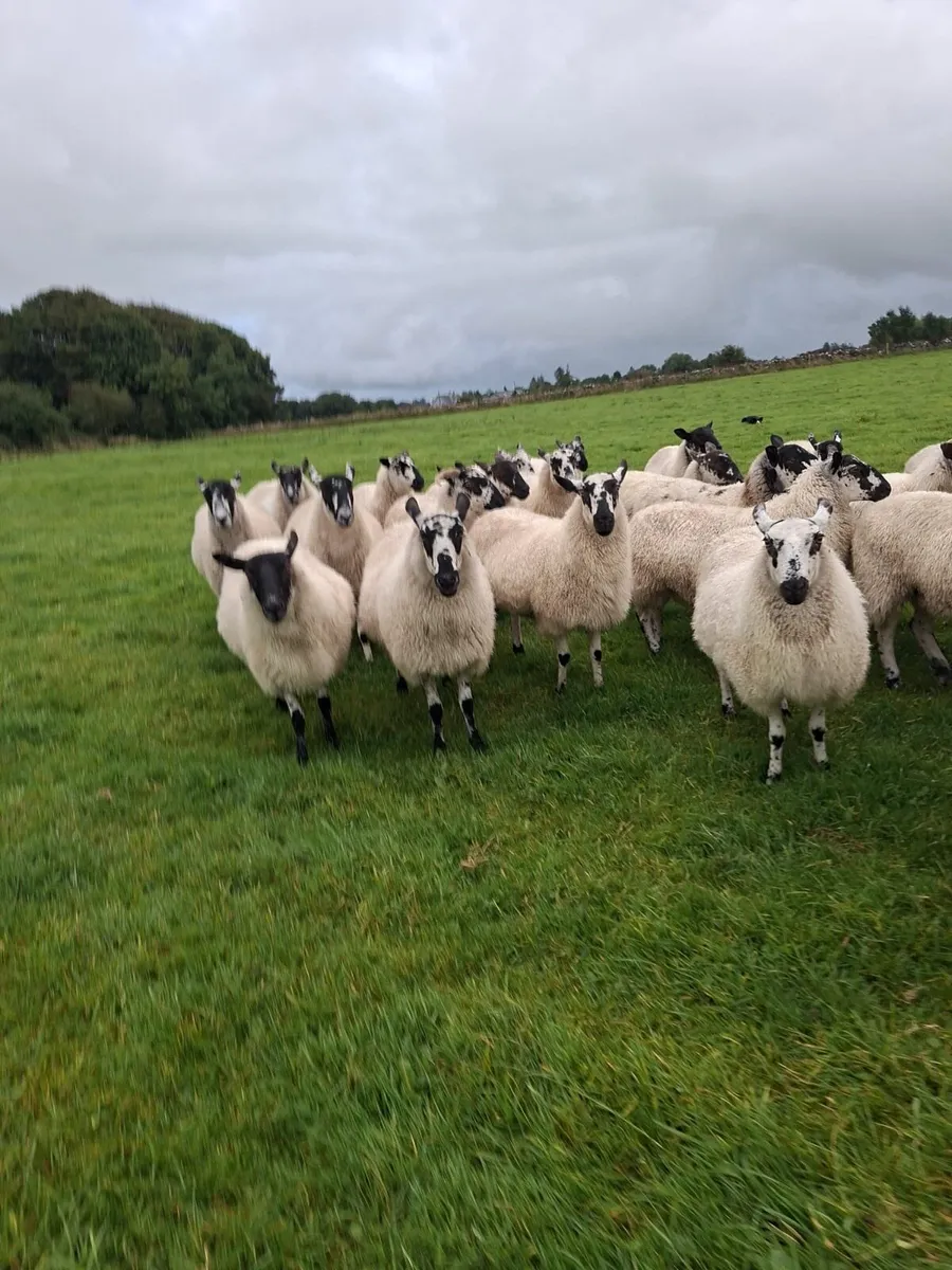 mule hoggets - Image 4