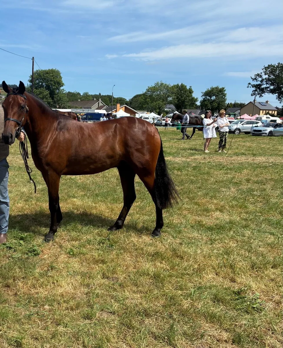 Pony - Image 1