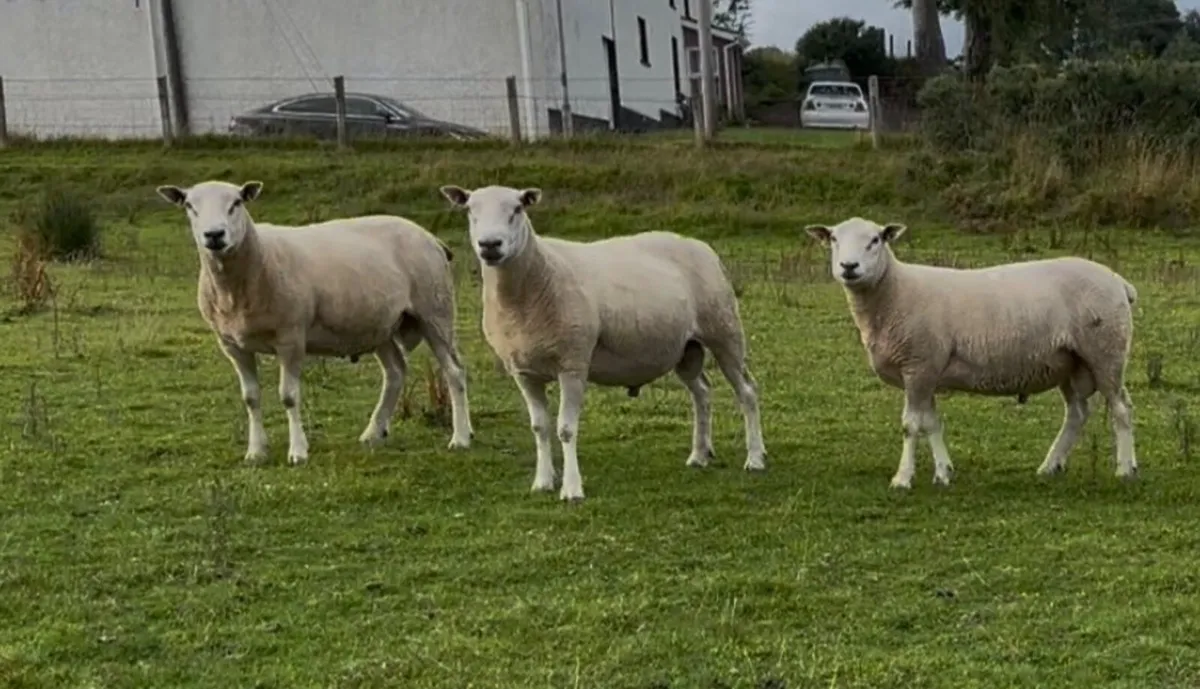 Shearling Belclare Rams PBNR