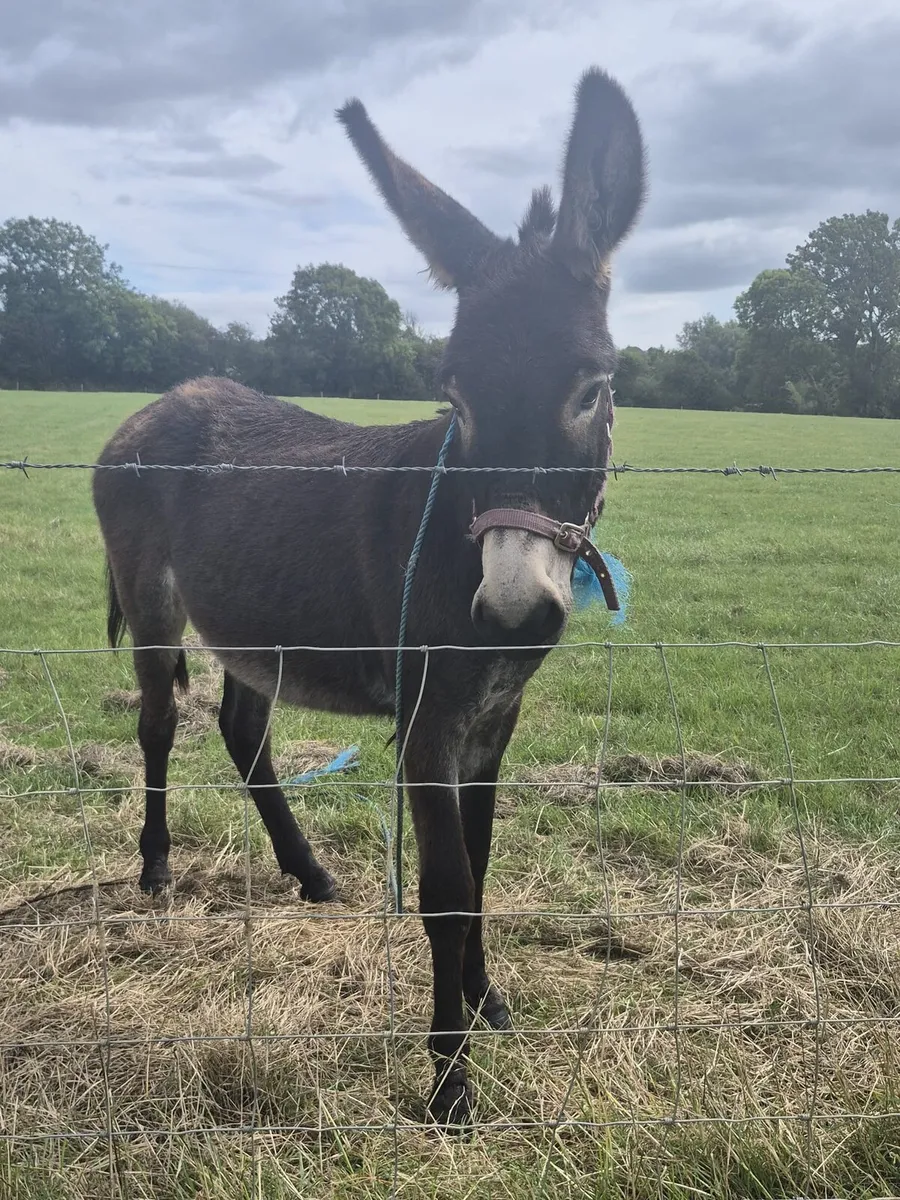 Filly Donkey - Image 2