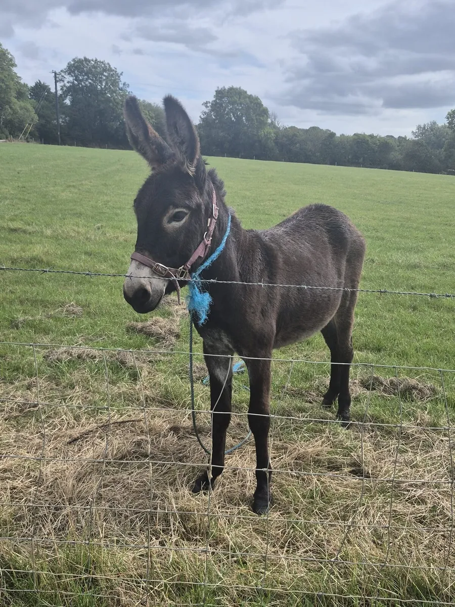 Filly Donkey - Image 1