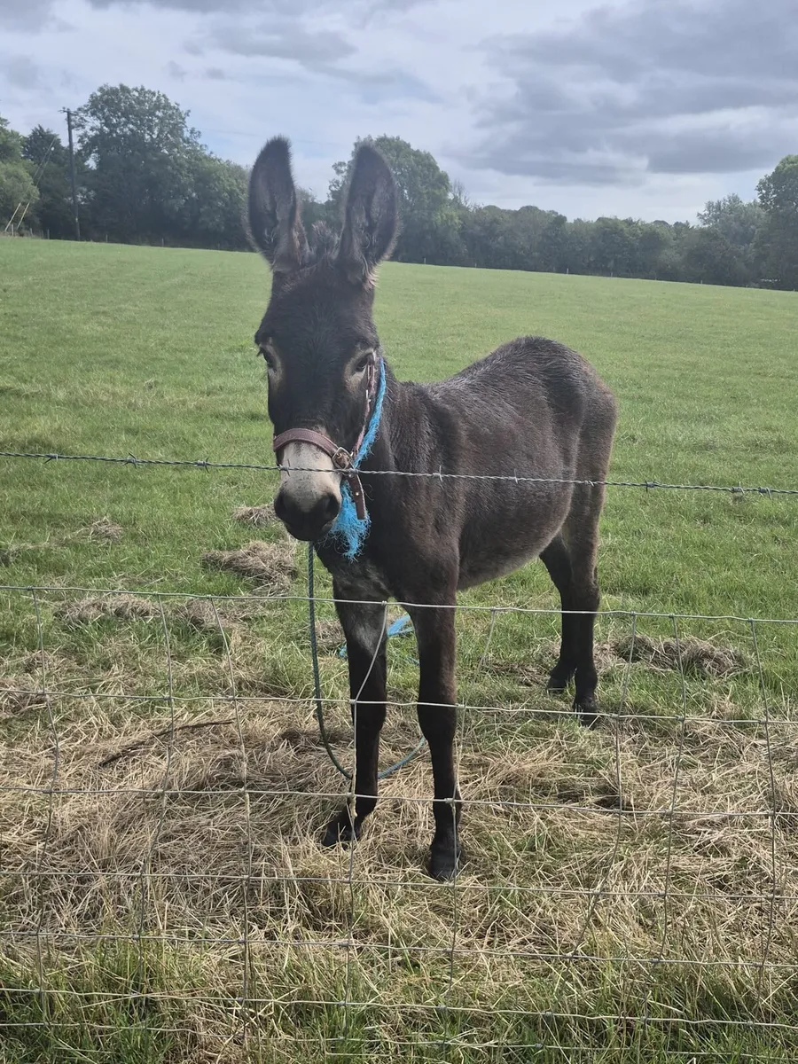 Filly Donkey - Image 3