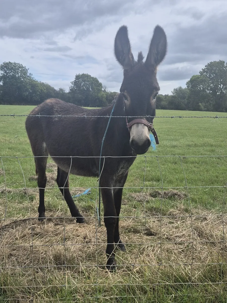 Filly Donkey - Image 4
