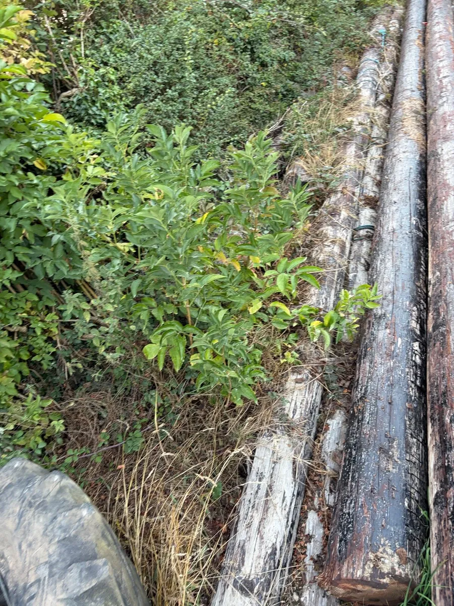 ESB poles - Image 2