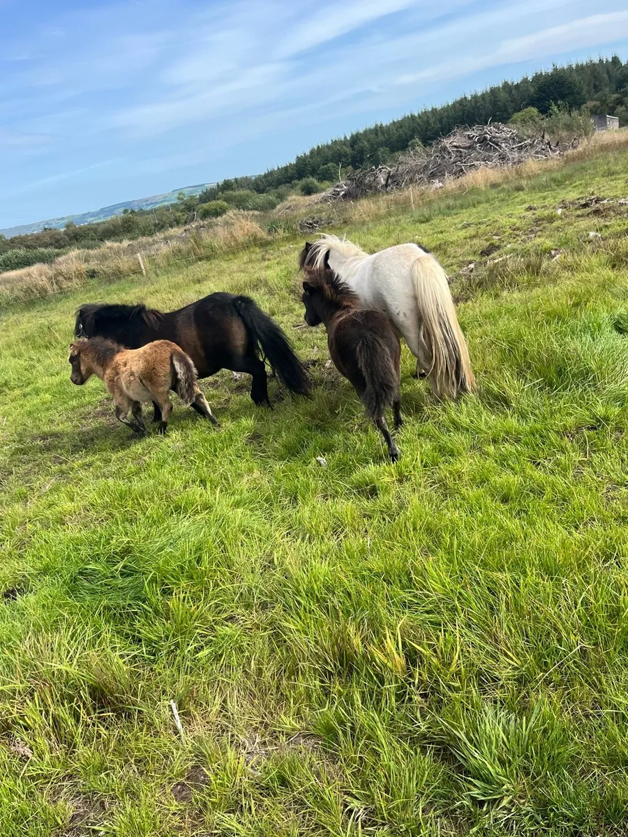 Shetland filly foals - Image 1