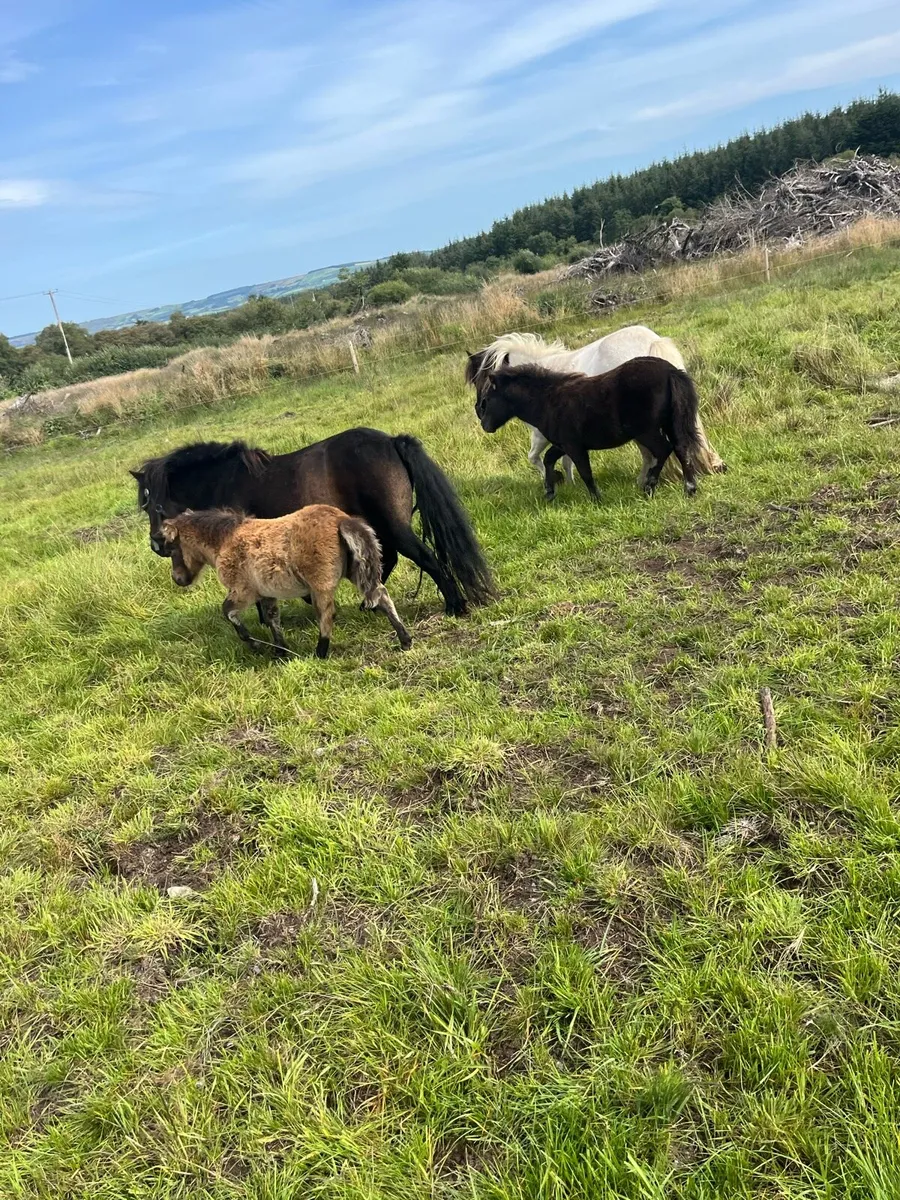 Shetland filly foals - Image 2