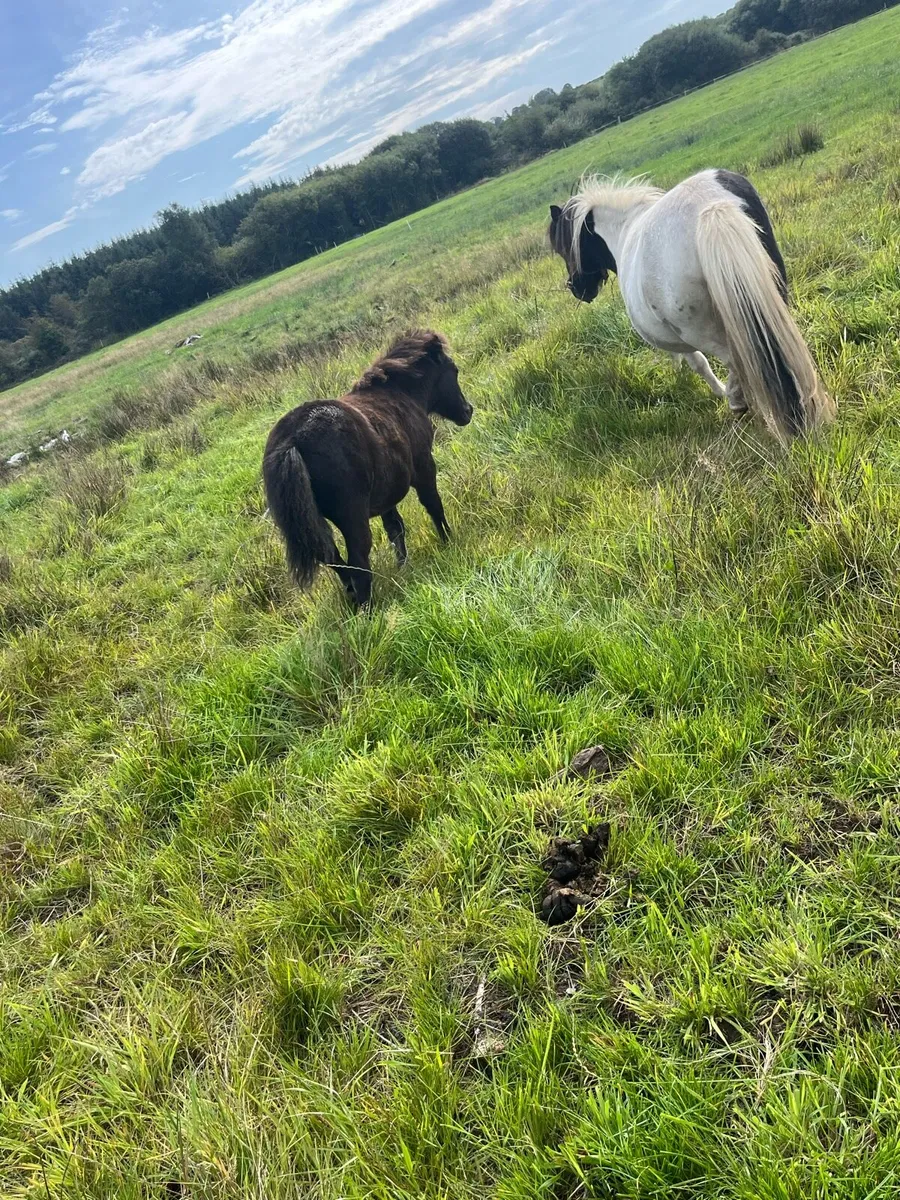 Shetland filly foals - Image 3