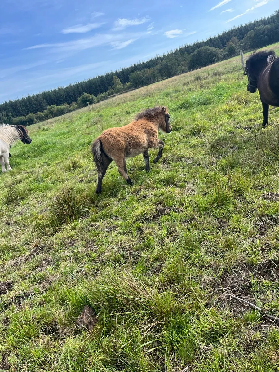 Shetland filly foals - Image 4