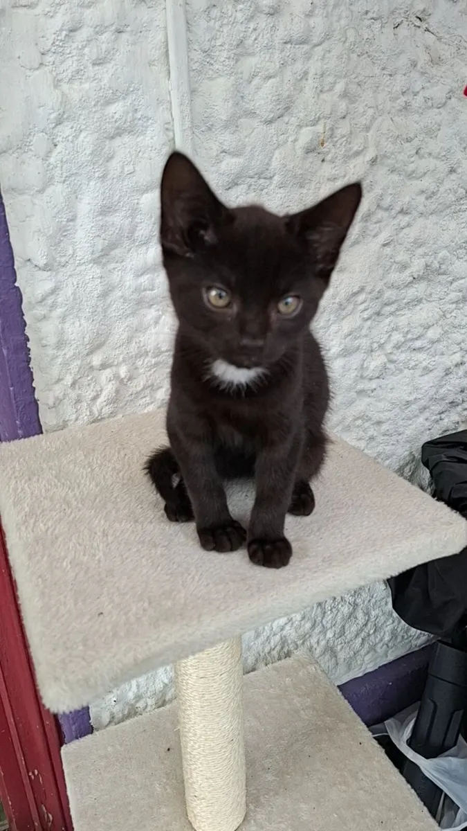 Kittens - Image 2