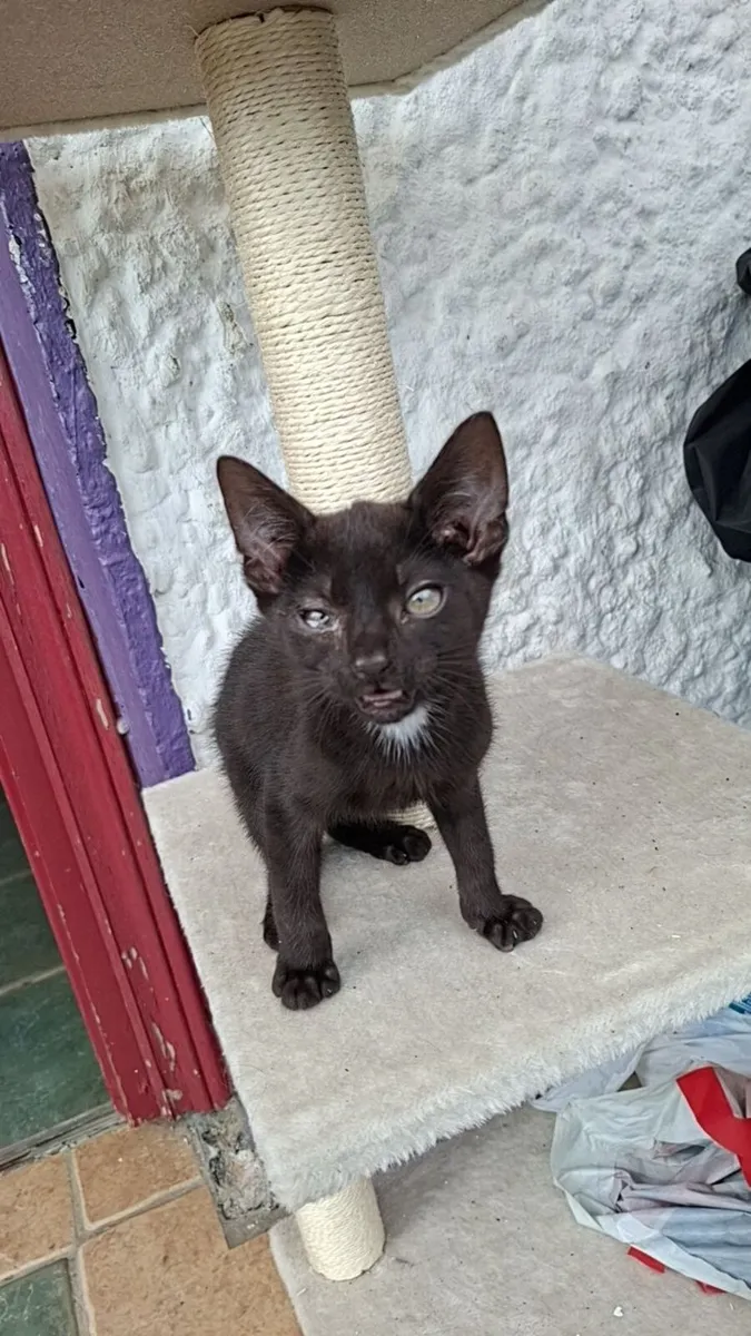 Kittens - Image 3