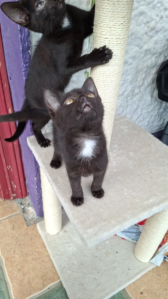Kittens - Image 1
