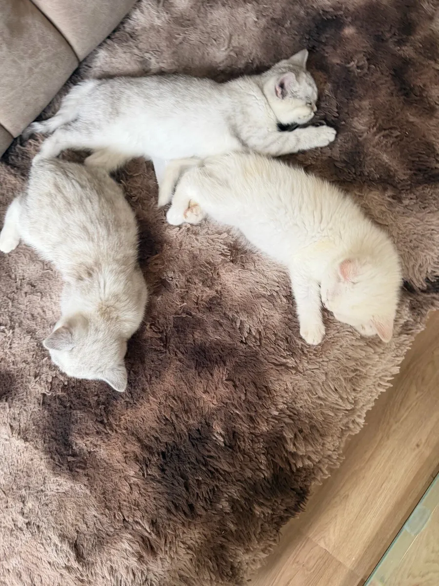 Scottish female kittens - Image 1