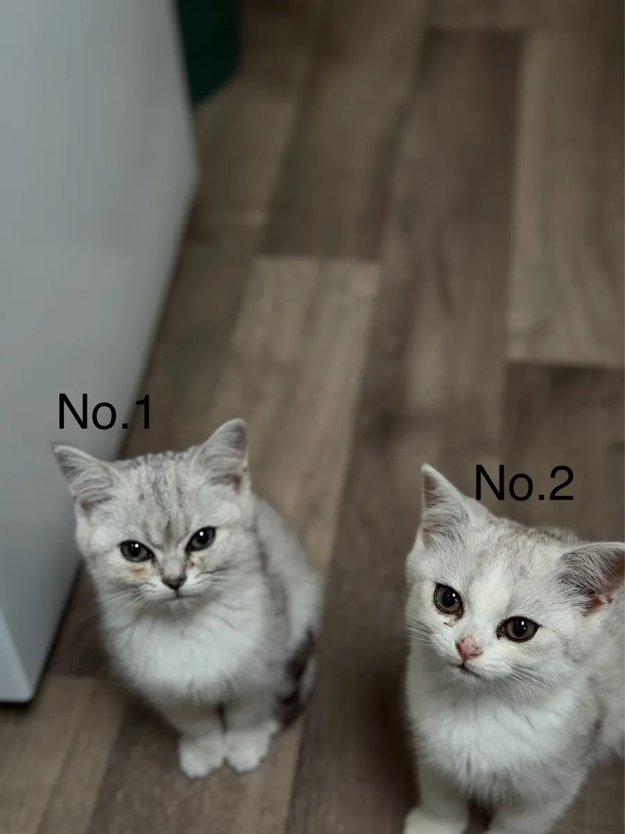 Scottish female kittens - Image 2