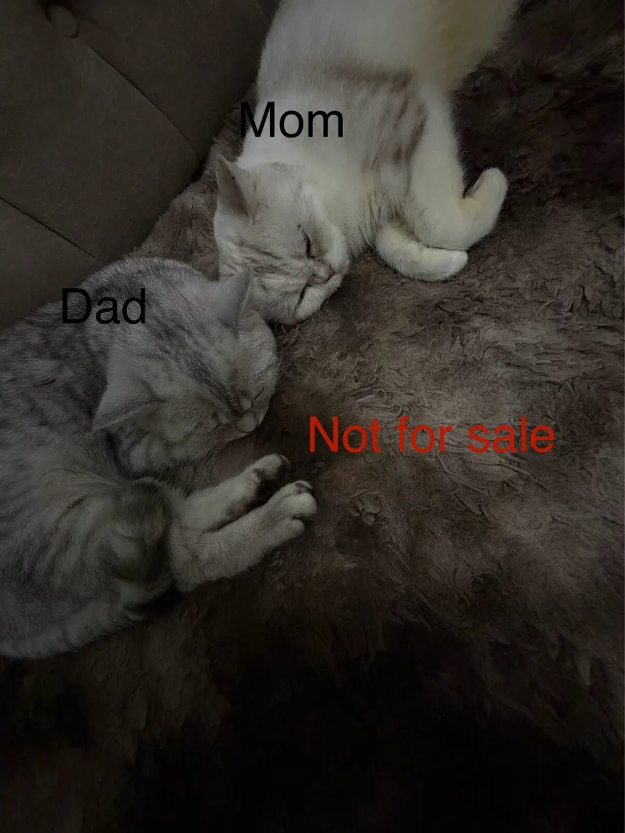 Scottish female kittens - Image 4