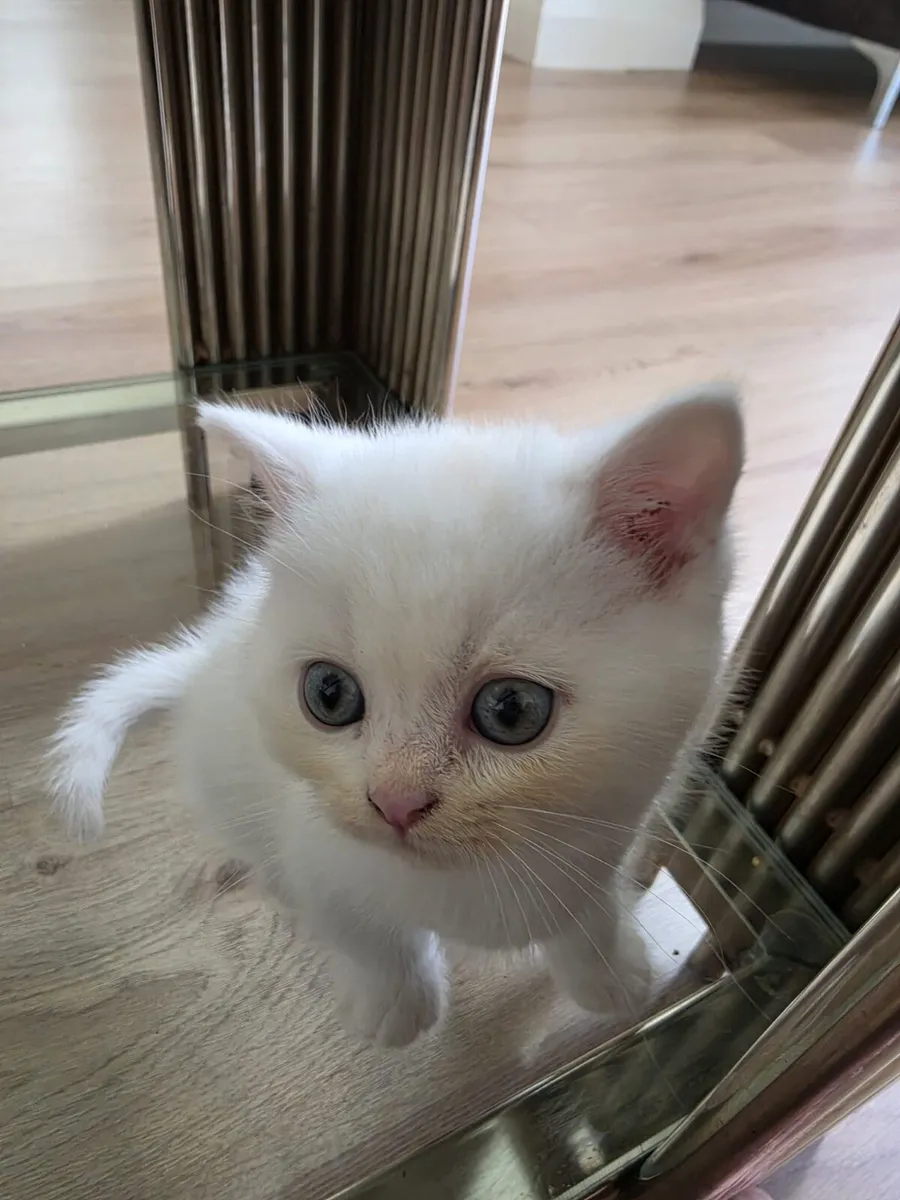 Scottish fold cats - Image 2