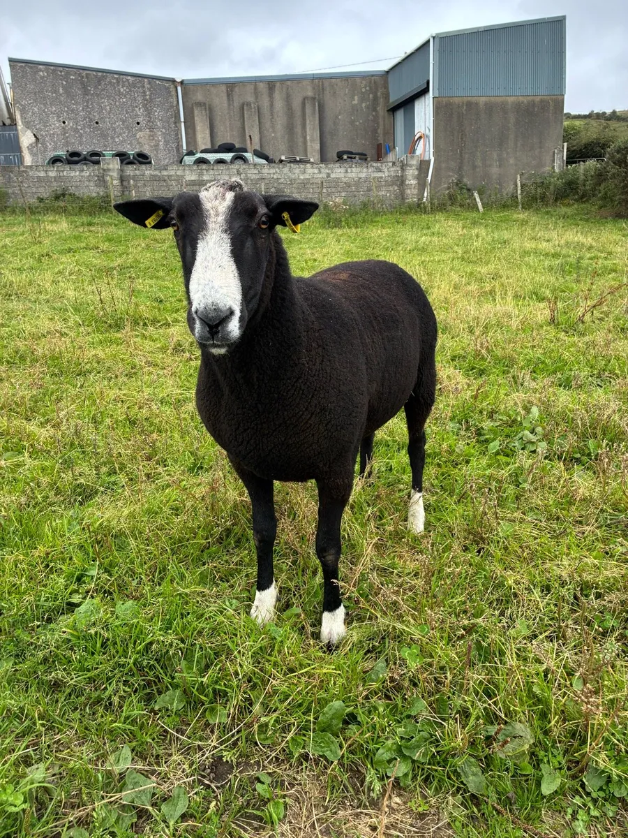 Pure breed Zwarble - Image 2