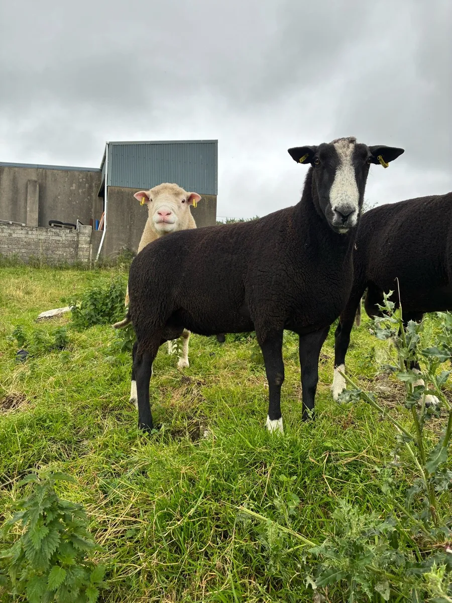 Pure breed Zwarble - Image 1