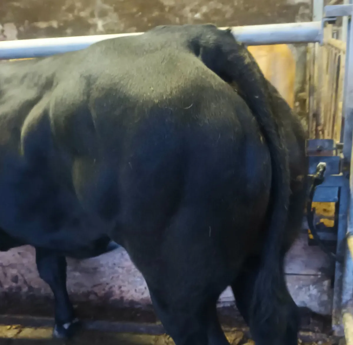 Super Breeding Heifers - Image 3