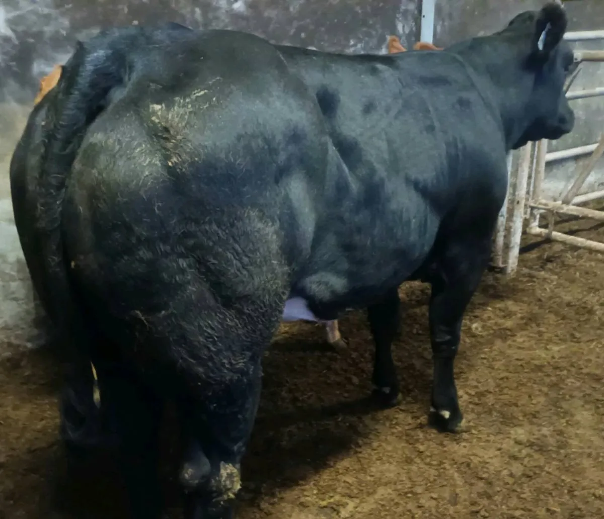 Super Breeding Heifers - Image 2