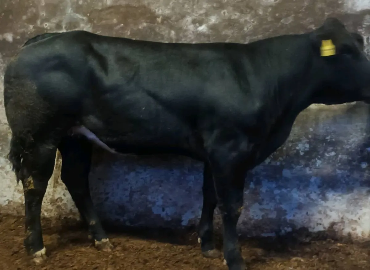 Super Breeding Heifers - Image 1