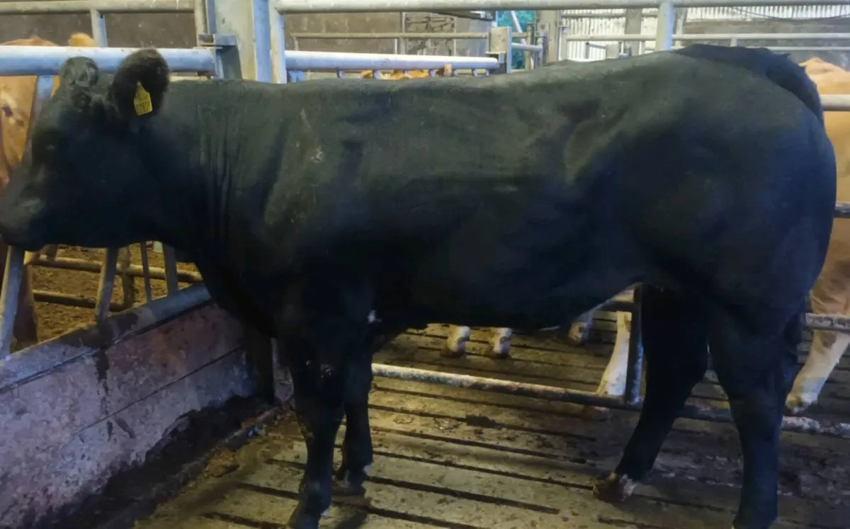 Super Breeding Heifers - Image 4