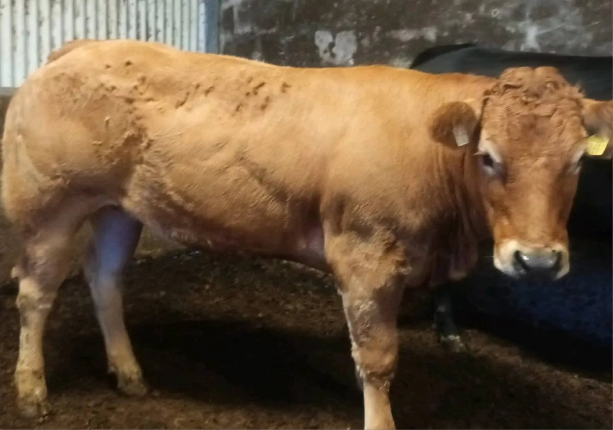 Super Breeding Heifers - Image 1